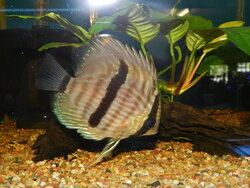 Discus Fish