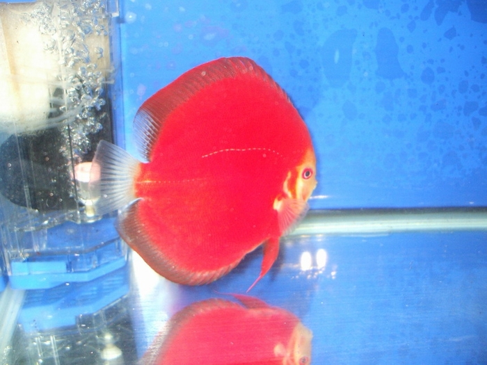 Discus Fish