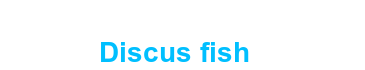 Discus Fish