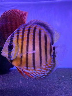 Discus Fish
