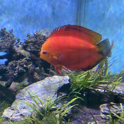 Discus Fish