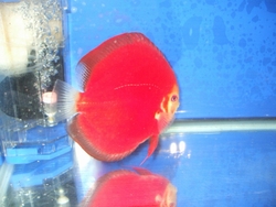 Discus Fish