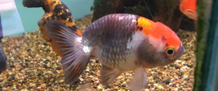 Exotic Chinese Goldfish