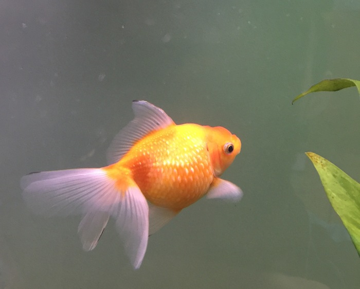 Exotic Chinese Goldfish