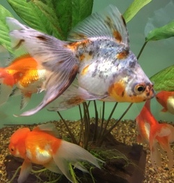 Exotic Chinese Goldfish