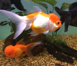 Exotic Chinese Goldfish