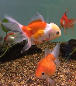 Exotic Chinese Goldfish