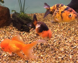 Exotic Chinese Goldfish