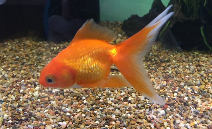 Exotic Chinese Goldfish