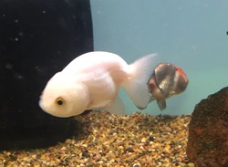 Exotic Chinese Goldfish