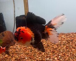 Exotic Chinese Goldfish