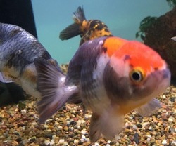 Exotic Chinese Goldfish