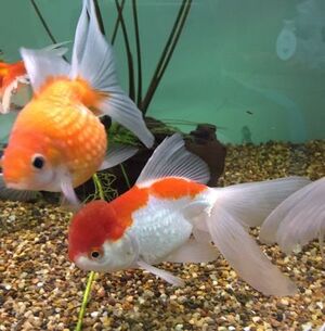 Goldfish