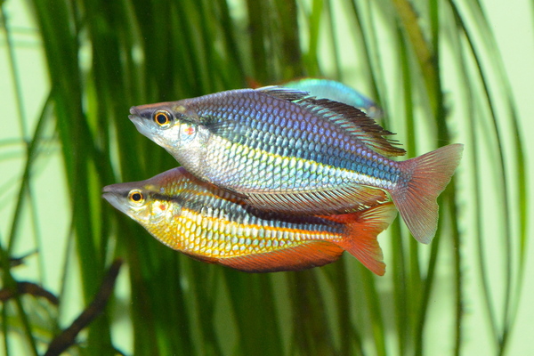 Australian Rainbow Fish