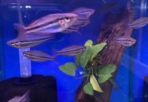 Angel Fish