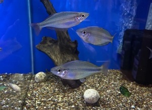 Angel Fish