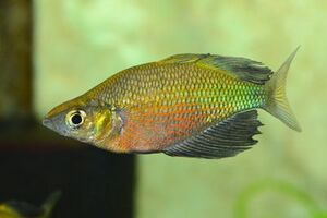 Australian Rainbow Fish