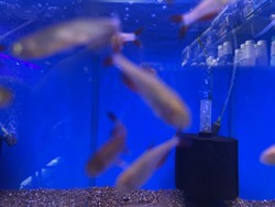 Tetra Fish