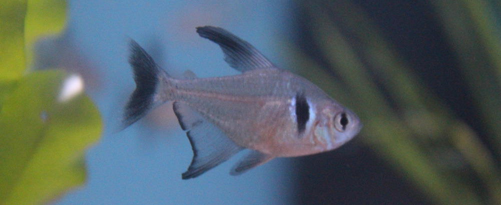 Tropical Fish