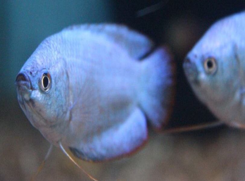 Tropical Fish