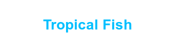 Tropical Fish